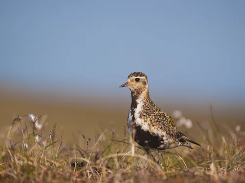 Golden Plover