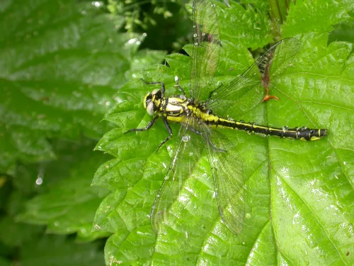 Common Clubtail