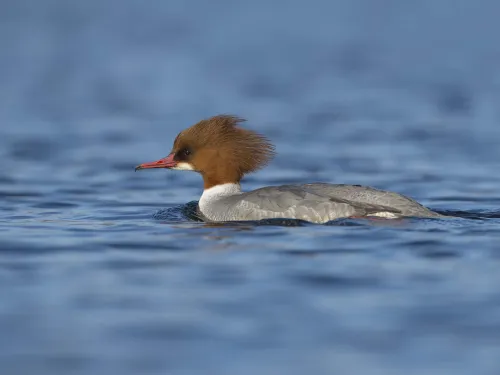 Goosander female