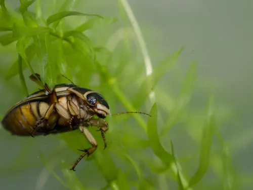 Great Diving Beetle