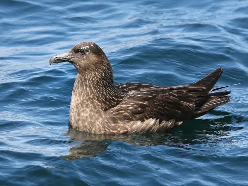 Great Skua