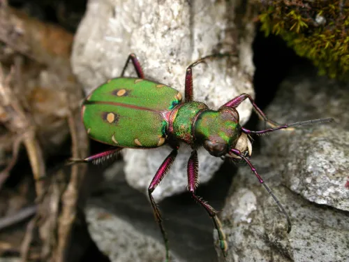 Green Tiger Beetle