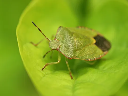 Common Green Shield Bug