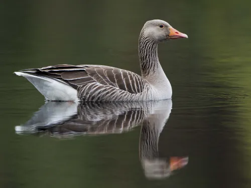 A greylag goose swimming, reflected in the water