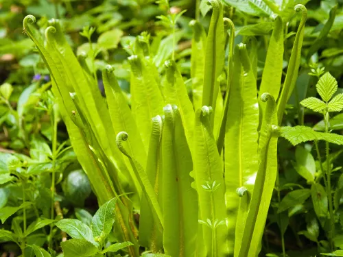 Hart's-tongue Fern