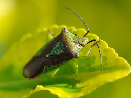 Hawthorn Shield Bug