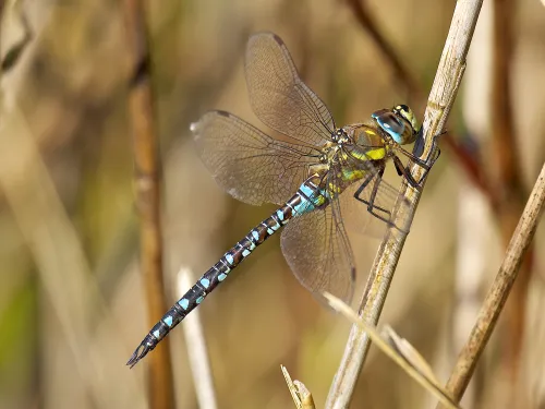 Migrant Hawker