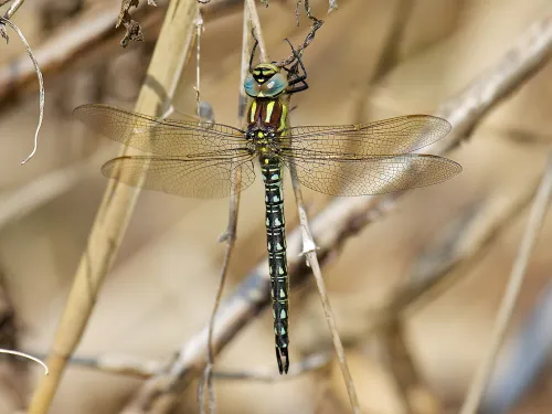 Hairy Dragonfly