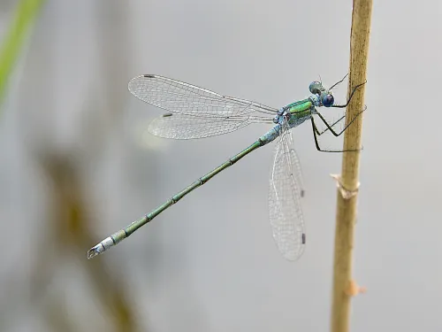 Emerald Damselfly