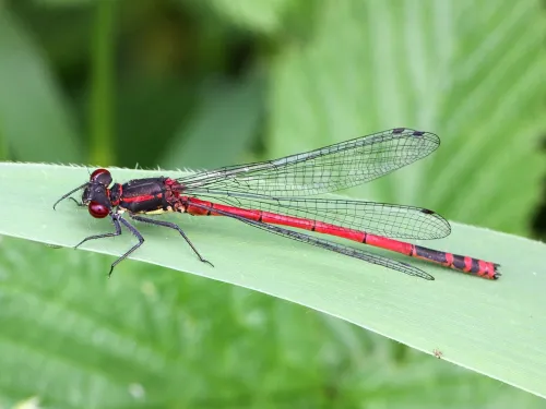 Large Red Damselfly