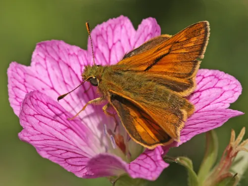 Large Skipper