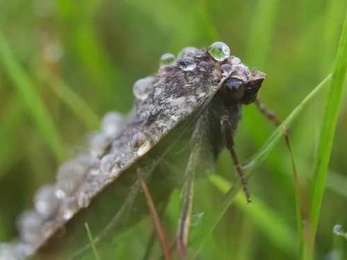 Large Yellow Underwing moth