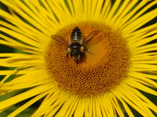 Patchwork Leaf-cutter Bee