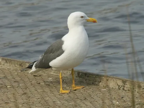 Lesser Black-backed Gull