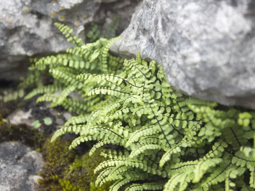 Maidenhair Spleenwort