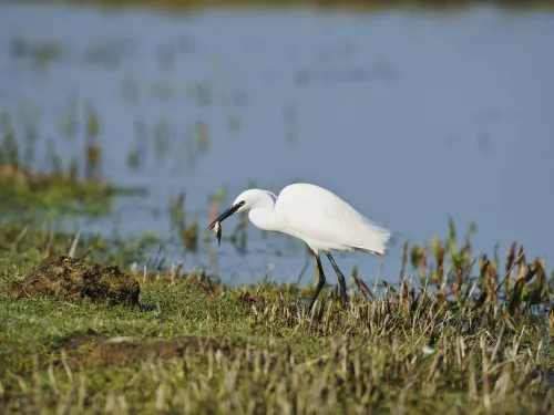 Little Egret