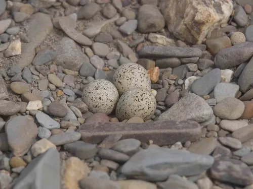 Little Ringed Plover eggs