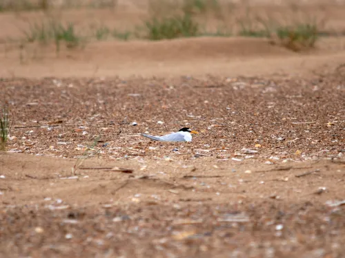 Little Tern