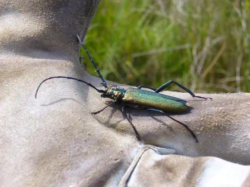 Musk Beetle