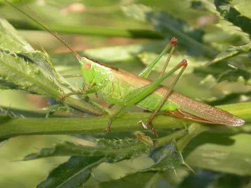 Long-winged Conehead