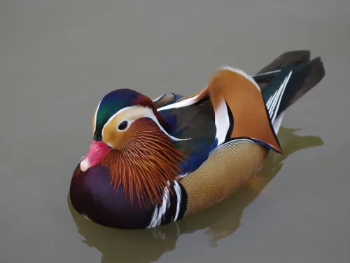 Mandarin Duck