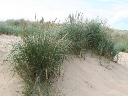 Marram Grass