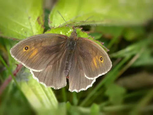 Meadow Brown