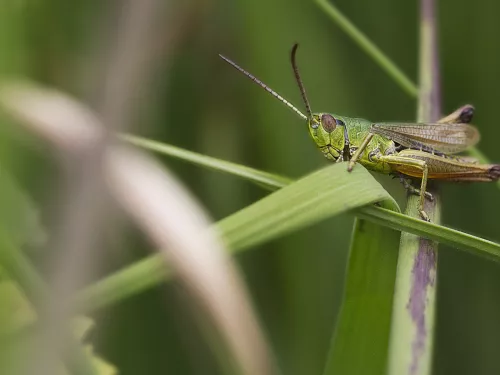 Meadow Grasshopper