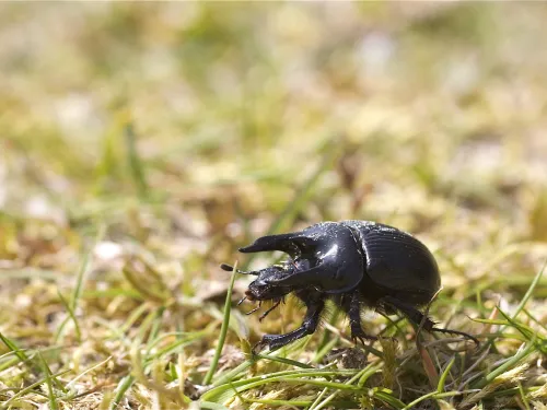 Male minotaur beetle