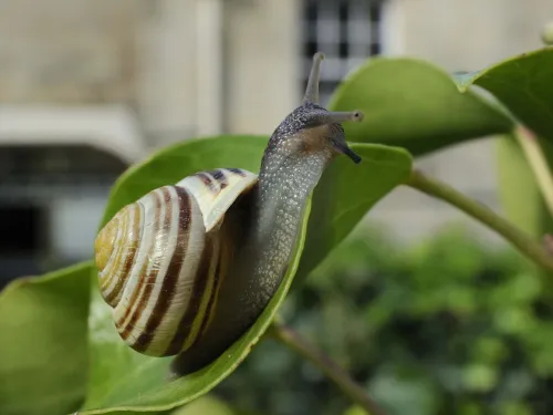 White-lipped Snail