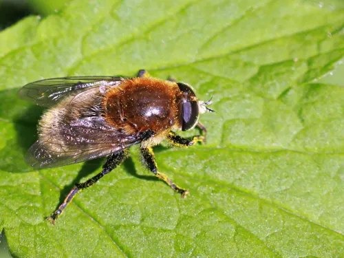 Narcissus Bulb Fly