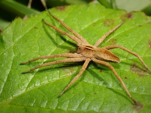 Nursery Web Spider