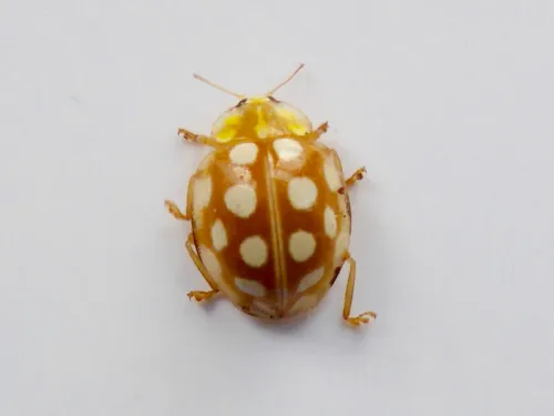 Orange Ladybird