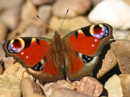 Peacock butterfly