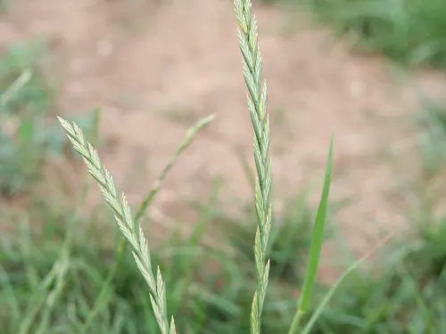 Perennial Rye-grass