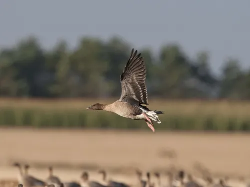 Pink-footed Goose