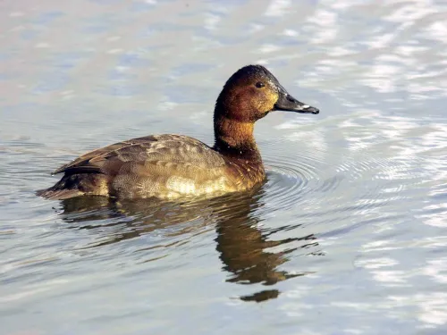 Pochard