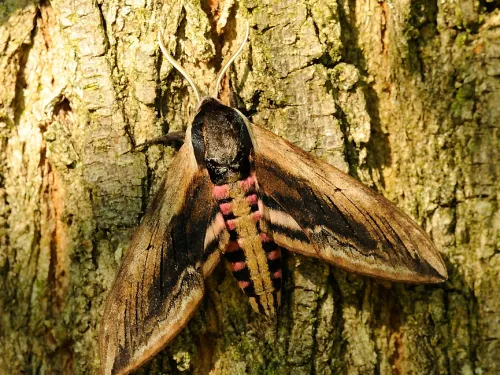 Privet Hawk-moth