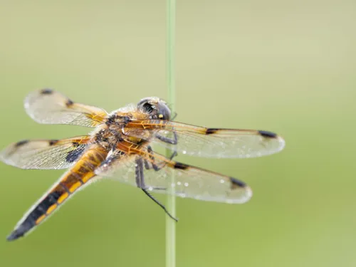 Four-spotted Chaser