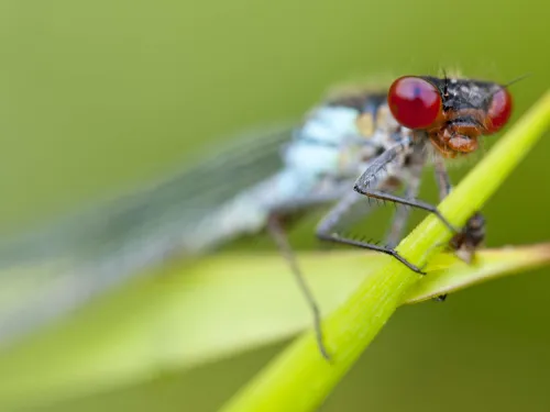 Red-eyed Damselfly