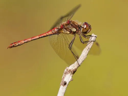 Common Darter male