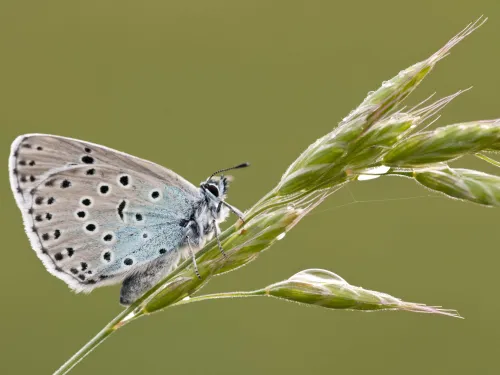 Large Blue butterfly