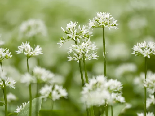 Wild garlic flowers