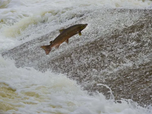 Atlantic Salmon