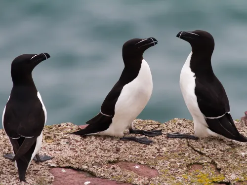 Razorbill