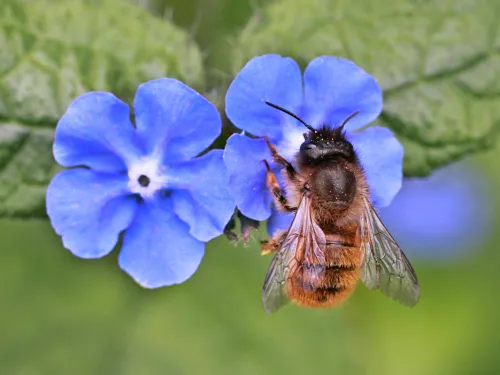 Red Mason Bee