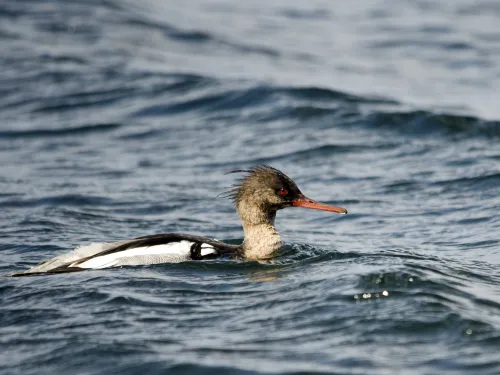 Red-breasted Merganser male