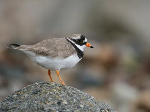 Ringed Plover