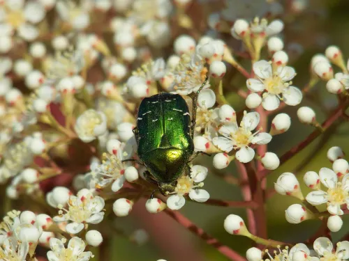 Rose Chafer