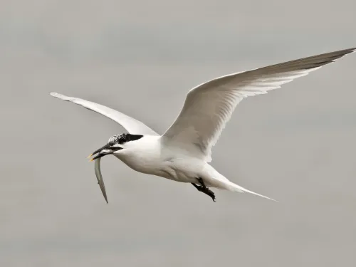 Sandwich Tern